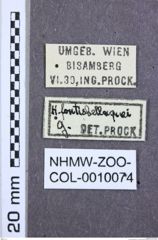 Etiketten zu Calais excavatus (NHMW-ZOO-COL-0010074)